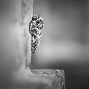 Meet your Posher, Charity